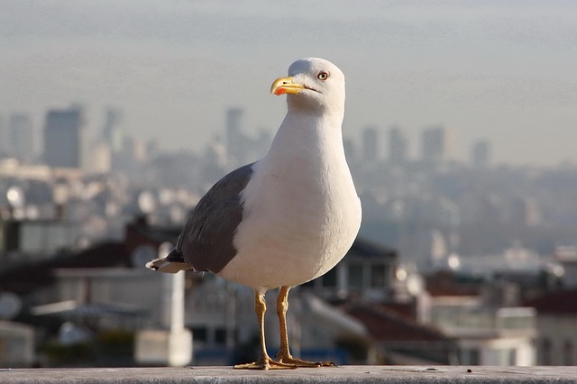 Fra münchen til hamborg: Tyske storbyers unikke identitet